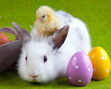 Kids Sarasota and Bradenton: Easter Bunny Events - Fun 4 Sarasota Kids