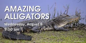 Bay Preserve Amazing Alligators.jpg