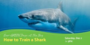 Bay - How to Train a Shark.jpg