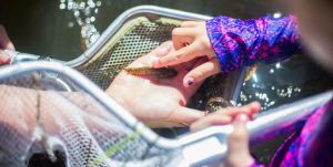 2016-07-15_Closup-of-dip-net-child-touching-fish-during-Mote__AquaKidsFieldSampling_20160715_101-1536x776.jpg