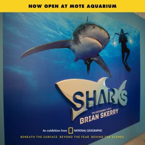Mote Aquarium Sharks: On Exhibit with Brian Skerry
