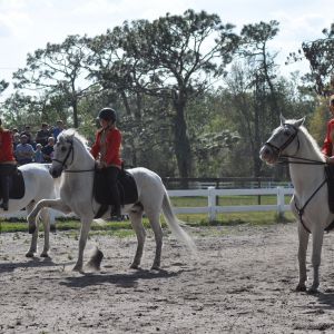Herrmanns' Royal Lipizzan Stallions