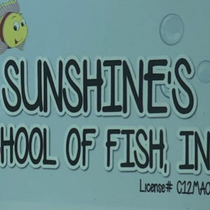 Sunshine's School of Fish