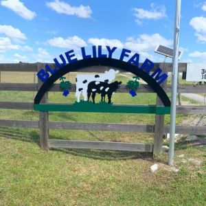Blue Lily Farm