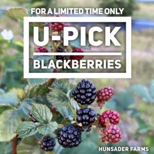 Hunsader Farms U-Pick Blackberries Limited Time Only