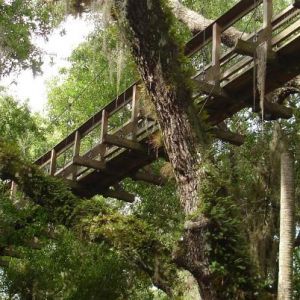 Myakka River State Park- Nature Trail and Canopy Walkway