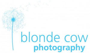 Blonde Cow Photography