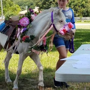Mustang Promise- Horse and Pony Ride Parties